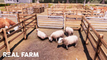 Real-farm-1504790640574161